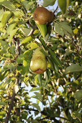 apples on tree