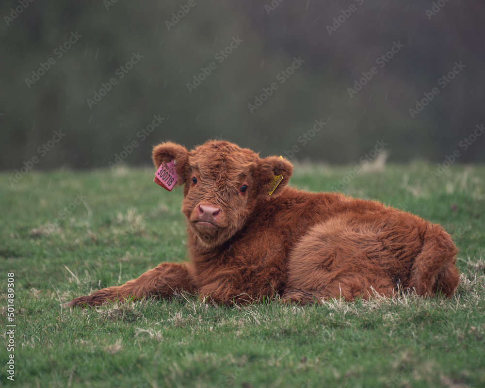 Poster Close up shot of a Scottish Highland Calf laying on the grass during daytime with blurred background