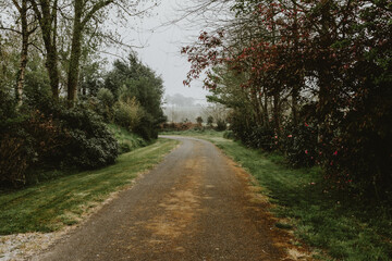 Fototapeta premium path in the woods