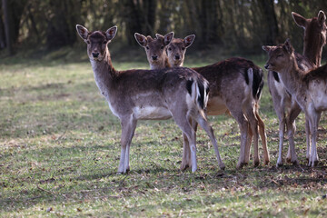 Group of deer at the edge of the forest on a sunny day