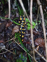 Alpentier, Tier, Salamander, Alpensalamander, Feuersalamander, Natur, Amphibie, Makro, Wald, Blätter, wild lebende Tiere