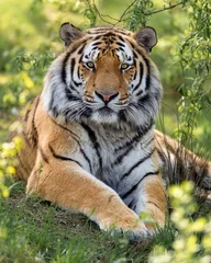Muurstickers Vertical closeup shot of a Siberian tiger sitting on the green ground © Wil Reijnders/Wirestock Creators