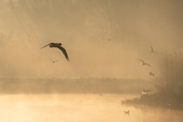 birds flying in the morning