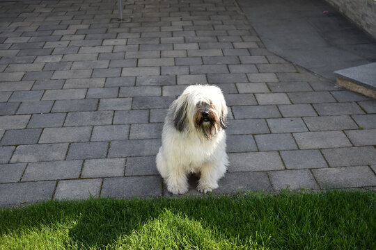 High angle shot of a Tibetan Terrier on a sidewalk next to a mowed lawn