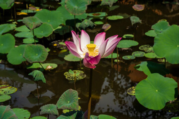 lotus flower in wild lotus pond with green leaves