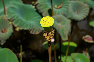 lotus flower box in wild lotus pond with green leaves