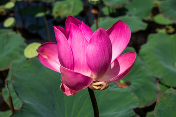 lotus flower in wild lotus pond with green leaves