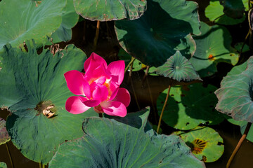 lotus flower in wild lotus pond with green leaves
