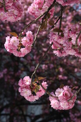 pink cherry blossom in spring