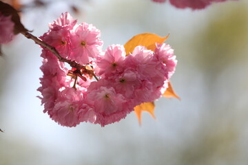 blossom in spring