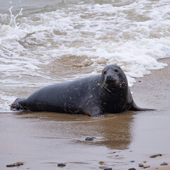 Grey seals on the beach © Adrian Tindall/Wirestock Creators