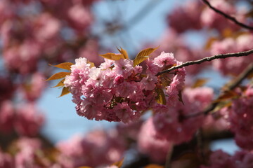 blossom in spring