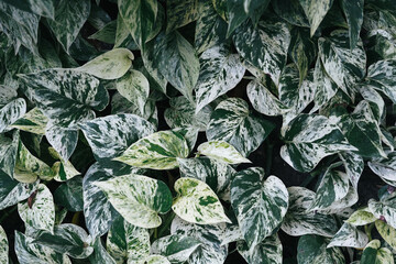 beautiful pattern of marble queen leaves 