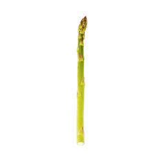 Closeup shot of a single asparagus vegetable on an isolated white background