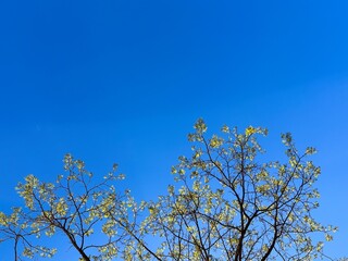 tree and blue sky background.