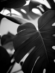 Grayscale selective focus shot of a monstera plant leaf with blurred background - obrazy, fototapety, plakaty