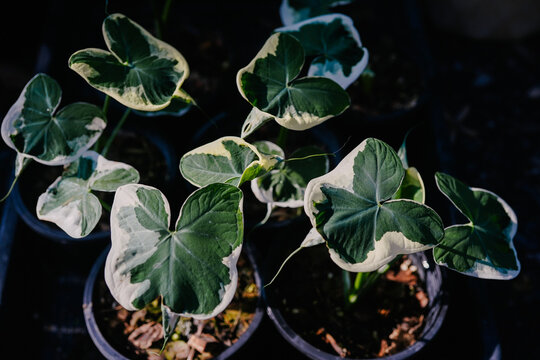 xanthosoma mickey mouse alocasia plant
