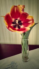 tulips in vase