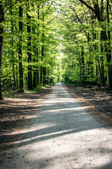 Fototapeta na wymiar Forest Road with Trees in Germany