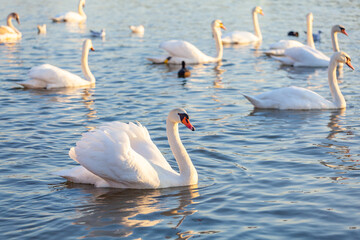 A White Swans And Many Gulls Swim In The River