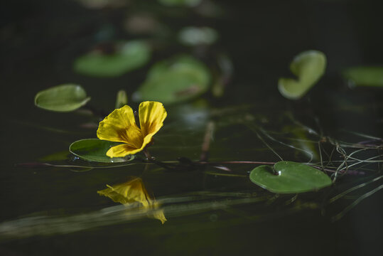Selective focus shot of a yellow Floatingheart flower floating on a water