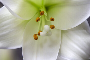 Close-up macro shot of a white lily flower