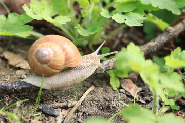 Snail among the greenery in the forest, selective focus. Nature and its inhabitants in spring