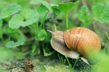 Snail among the greenery in the forest, selective focus. Nature and its inhabitants in spring