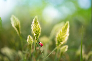 Ladybug in fluffy juicy green wild grass in nature early morning outdoors with beautiful bokeh in spring or summer, close-up macro.