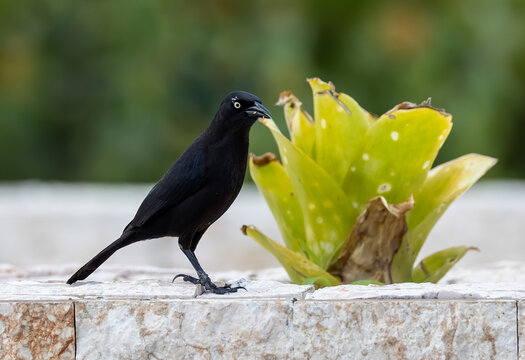 Closeup shot of a Carib grackle bird standing next to a Catopsis plant with blurred background