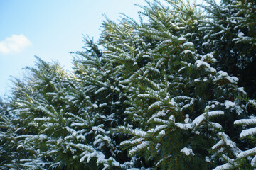 Branches of European yew covered with snow against the sky in mid February
