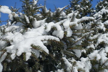 Heavy snow on branches of European yew against blue sky in mid February