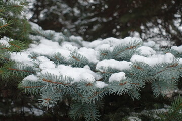 Blue green foliage of Picea pungens covered with snow in January