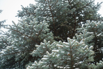Canopy of blue spruce covered with snow in January