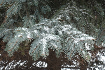 Glaucous foliage of blue spruce covered with snow in mid February