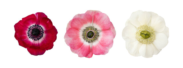 Red, pink and white anemone flowers head isolated white background.