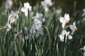 white and yellow flowers