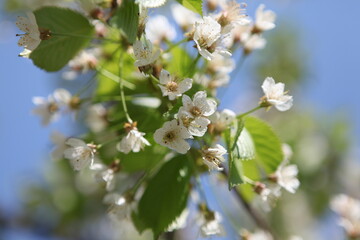 cherry blossom on a branch