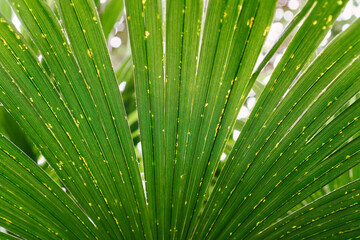 Palm tree Trachycarpus fortunei with dark green leaves during the day in park. Close up