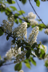 blossoming tree in spring