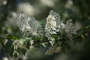 blooming tree in spring