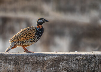 Closeup shot of a Black Francolin (Francolinus francolinus) standing on a wall