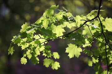green leaves in sunlight