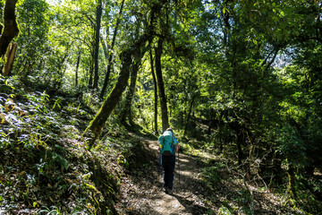 Naklejka na ściany i meble A girl with a big blue backpack hikes through a dense forest, along a pathway on Annapurna Circuit Trek in Himalayas, Nepal. Most of the trees are overgrown with moss. Diversity of the plants