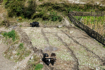 A few yaks working on the field in high Himalayas, along Annapurna Circuit Trek in Nepal. The yaks are ploughing the fields. Agriculture. Crops plantation