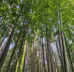 Fototapeta premium When looking up from among the bamboo forests...