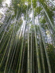 When looking up from among the bamboo forests...