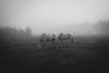 Fototapeta horses in the fog, konie na polanie, pastwisku o poranku w mglisty jesienny dzień obraz