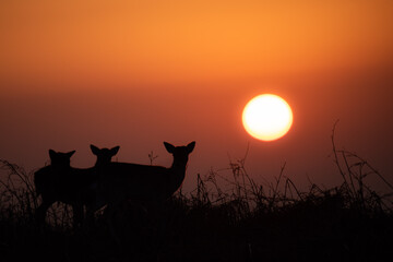silhouette of deer at sunrise