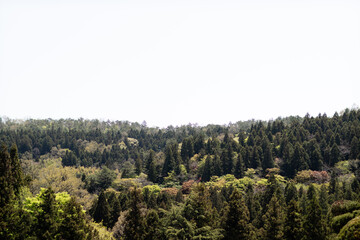 Forest view from the mountainside